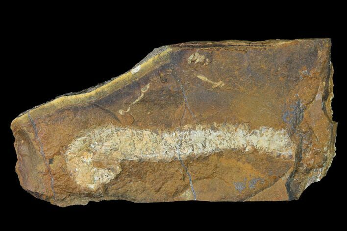Paleocene Fossil Flower Stamen (Palaeocarpinus) - North Dakota #145336